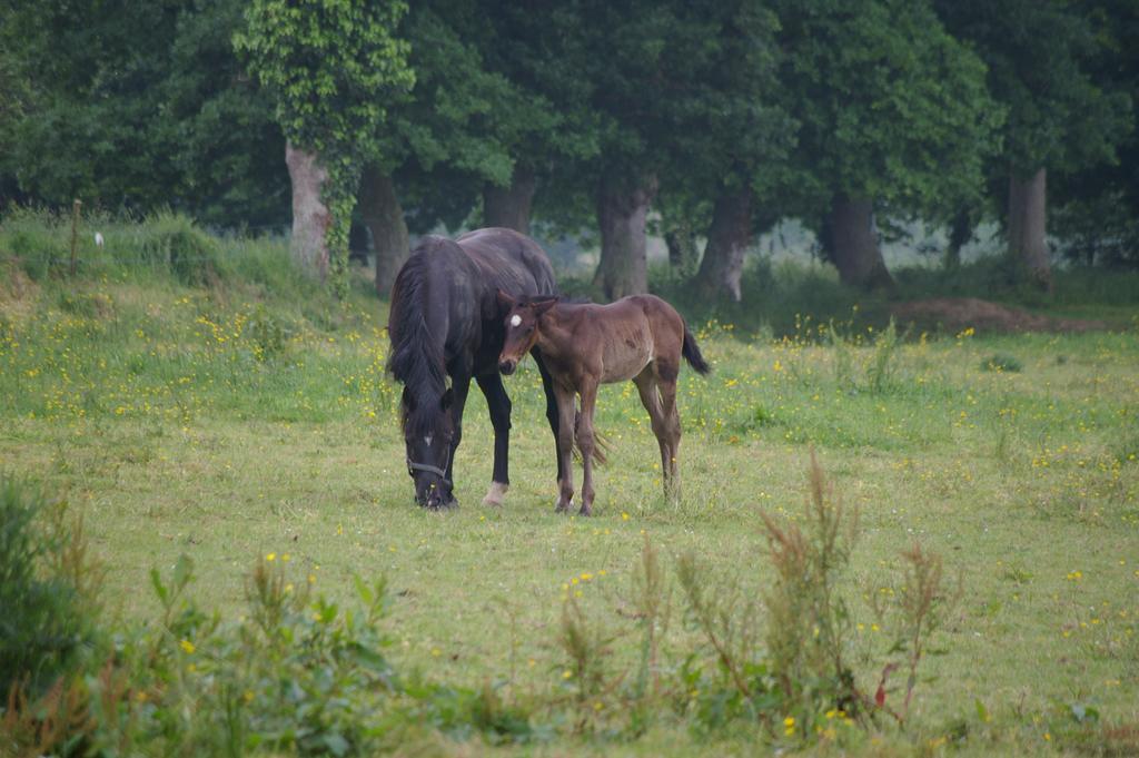 Gite Aristide Mont Saint Michel Sacey Ruang foto