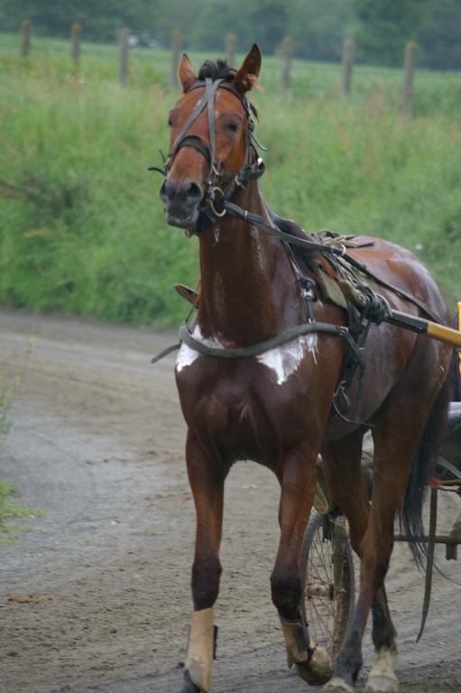 Gite Aristide Mont Saint Michel Sacey Bagian luar foto